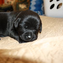 Labrador Retriever Puppies from Bear Bones Labradors