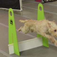 Portuguese Podengos from Lochbay