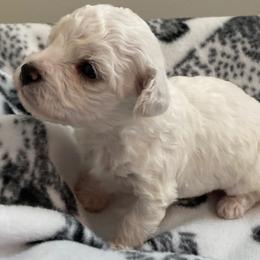 Bichon Frise puppies from Almaza Bichons