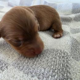 Peter - Chocolate and tan male Dachshund puppy in Stillwater, Oklahoma from Shade Tree Dachshunds
