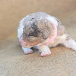 Pink - Merle female Bernedoodle puppy in Scottsboro, Alabama from Dixie Land Doodles