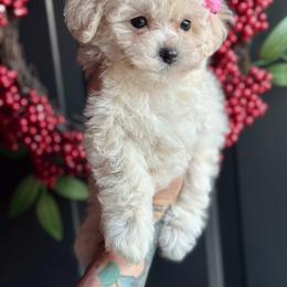 Goldendoodle and Poodle Puppies from Deerly Poodles