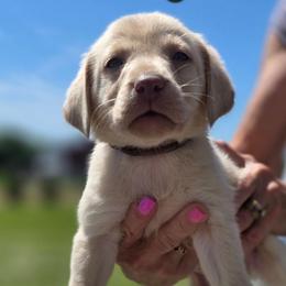 Indigo - Champagne male Dilute Retriever puppy in New Providence, Pennsylvania from Southernend Silvers