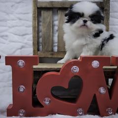 Morella - Black tan and white female Japanese Chin puppy in Johnson City, Tennessee from Erin & Friends Japanese Chin