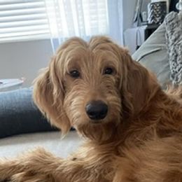 Lulu - Goldendoodle
