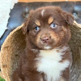 Evie-has tail-many videos - Red tri-color female Australian Shepherd puppy in Troy, South Carolina from Australian Shepherds of 3/W Farms