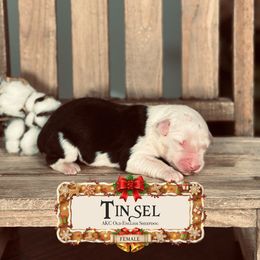 Tinsel - Gray and white female Old English Sheepdog puppy in Cleveland, Tennessee from Narrow Path Old English & Sheepadoodles