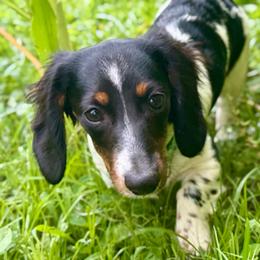 Tilly - Dachshund