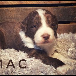 Aussiedoodle and Australian Shepherd Puppies from Faith, Feathers & FurBabies
