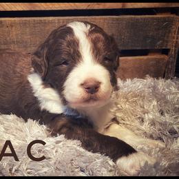 Aussiedoodle and Australian Shepherd Puppies from Faith, Feathers & FurBabies