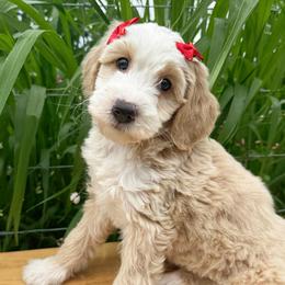 Australian Labradoodle, Double Doodle, and Goldendoodle Puppies from Blessed Day Doodles