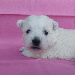 Pink Girl - White female West Highland White Terrier puppy in Macy, Indiana from Country Grove Breeding LLC