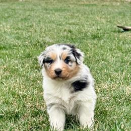 Rose - Blue merle female Australian Shepherd puppy in Ashland, Ohio from SS Australian Shepherds