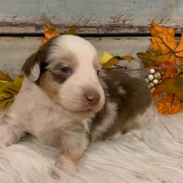 Miniature Australian Shepherd Puppies from Rowdy Ranch Tx