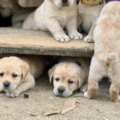 Boy 1 - Yellow male Labrador Retriever puppy in Cutler, Indiana from Woodstock Retrievers