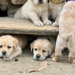Boy 1 - Yellow male Labrador Retriever puppy in Cutler, Indiana from Woodstock Retrievers