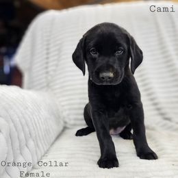 Cami - Black female Labrador Retriever puppy in Boyd, Minnesota from Lindley Labradors