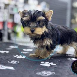 Luka - Black and tan male Yorkshire Terrier puppy in Hot Springs, Arkansas from Blissful_Yorkies