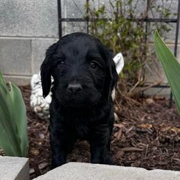 Pickle - Black male Goldendoodle puppy in Glen Daniel, West Virginia from Dani’s Doodles