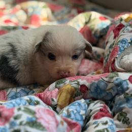 Magic - Blue merle and white male American Corgi puppy in Graham, Texas from Wild West Corgis