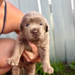 Chick-o - Silver male Dilute Retriever puppy in Baldwin City, Kansas from Hedge Lane Labradors