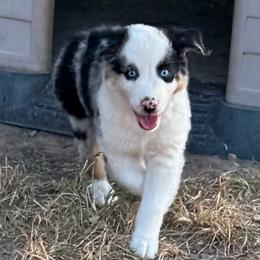 Luke - Blue merle male Australian Shepherd puppy in Mount Vernon, Texas from RJ's Aussie Posse