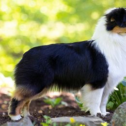 Australian Shepherds from Transcendence Australian Shepherds