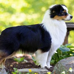 Australian Shepherds from Transcendence Australian Shepherds