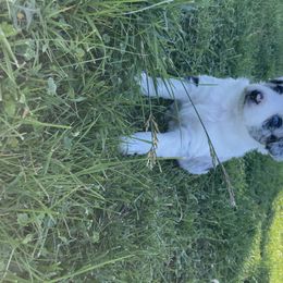 Australian Shepherd and Miniature Australian Shepherd Puppies from Seven K Ranch