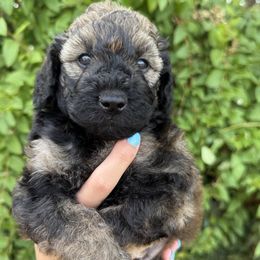 Jackson Avery - Wheaten male Whoodle puppy in Gilbert, Arizona from Gilbert Bernedoodles & Whoodles