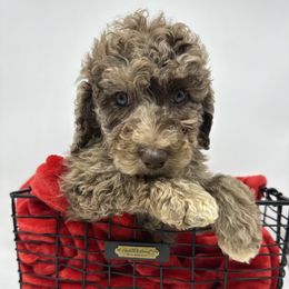 Donner - Merle male Cavapoo puppy in Austin, Texas from Doodles of Central Texas