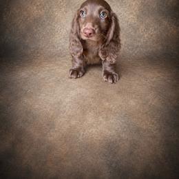 Fudge - Chocolate male Dachshund puppy in Mountainburg, Arkansas from Farm House miniatures