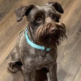 Biano - Miniature Schnauzer