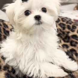 Maltese Puppies from Made to Love Maltese LLC