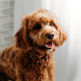 Roxy - Goldendoodle