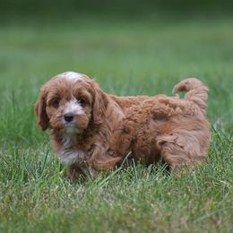 Fern - Red female Cavapoo puppy in Narvon, Pennsylvania from Stoltzfus Family Puppies (license number 18844)