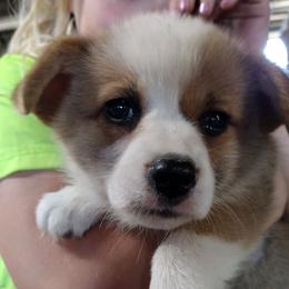 Triple Clear, OFA parents 2G - Red female Pembroke Welsh Corgi puppy in Harpursville, New York from Rex Farm Corgis