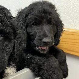 Bernedoodles from Reinitz Family Bernedoodles