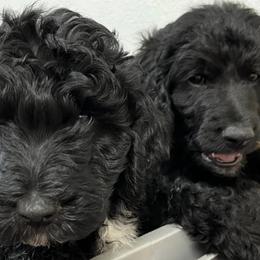 Bernedoodles from Reinitz Family Bernedoodles