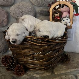 Boy 2 - male Golden Retriever puppy in Douglas, Wyoming from White River Retrievers