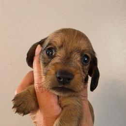 Pretty Red - Red female Dachshund puppy in El Paso, Texas from Mells Weenies