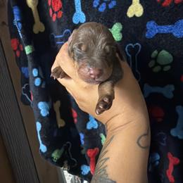Black collar - Red and rust male Doberman Pinscher puppy in Canton, Ohio from Aaliyah’s Dobies
