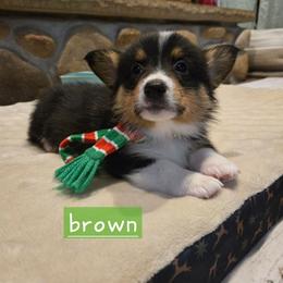Brown boy - Black and tan male Pembroke Welsh Corgi puppy in Necedah, Wisconsin from The 6Ks Paws and Hobbies