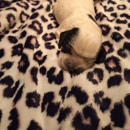 Girl 1 - Blue roan and tan female Cocker Spaniel puppy in Sparta, Georgia from Mekas Cocker Spaniel