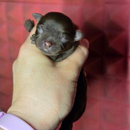 Winne - Chocolate and white female Chihuahua puppy in West New York, New Jersey from Pixie’s Magical Puppies