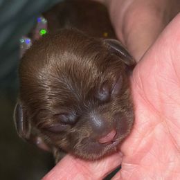 Ron - Liver male Shih Tzu puppy in Las Vegas, Nevada from P and J Farms