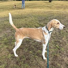TL - American Foxhound