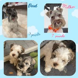 Miniature Schnauzer Puppies from Kokis's Friends