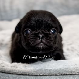 Winston - Pug puppy from Premium Pugs