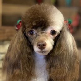 Poppy - Poodle